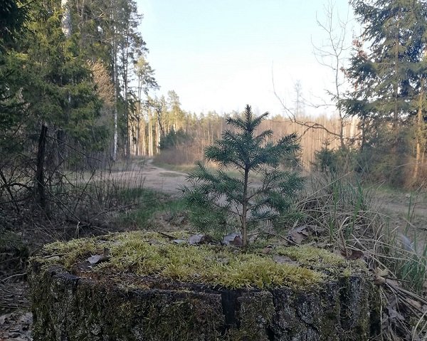 Worldwide deforestation has reached 6.6 million hectares